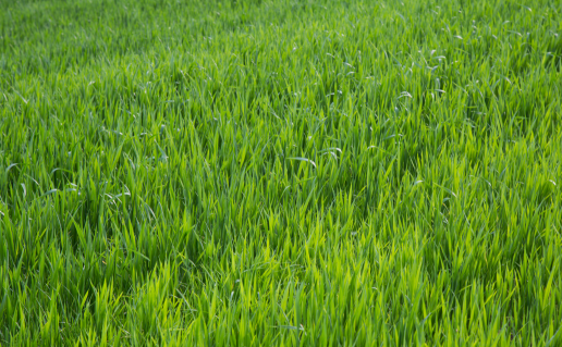 Field of grass