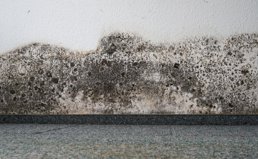 Black mildew on white wall