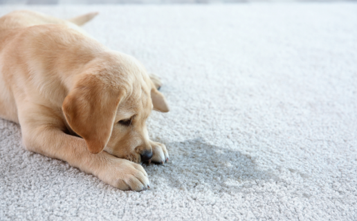Golden retriever puppy smelling urine on white carpet