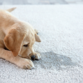Golden retriever puppy smelling urine on white carpet